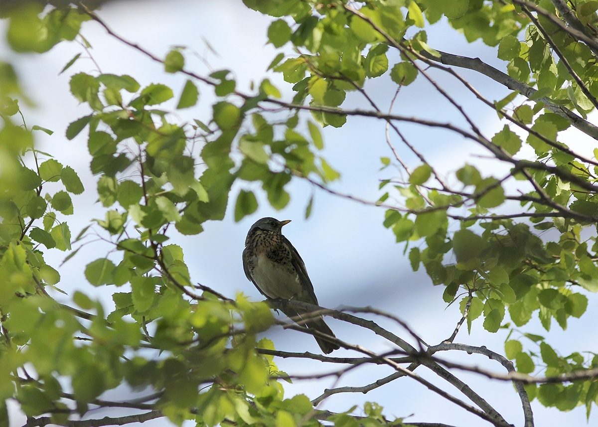 Рябинник на страже. Охраняет покой семейного гнезда.
13.05.2019