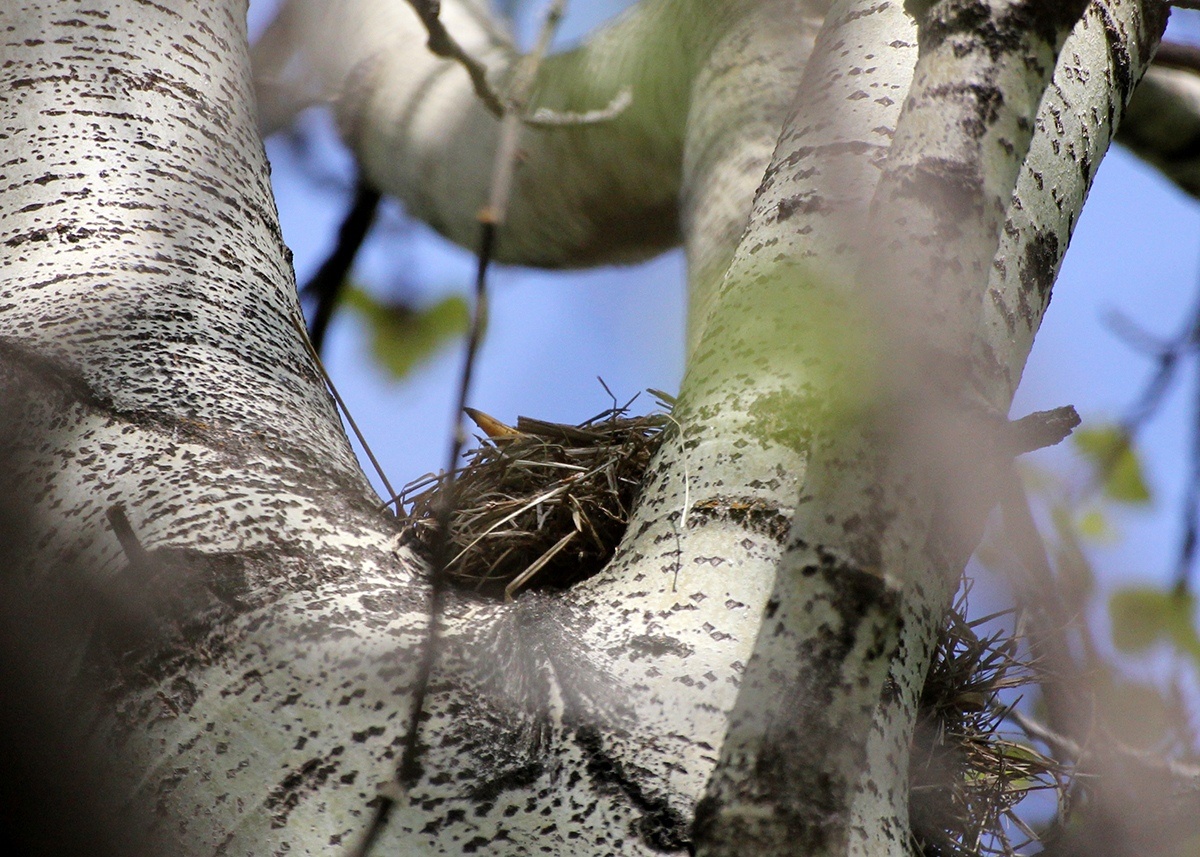 Гнездо, которое охраняет рябинник. В гнезде дроздиха, успокоенная бдительностью дрозда. Дроздиху не видно, виден клюв.

13.05.2019