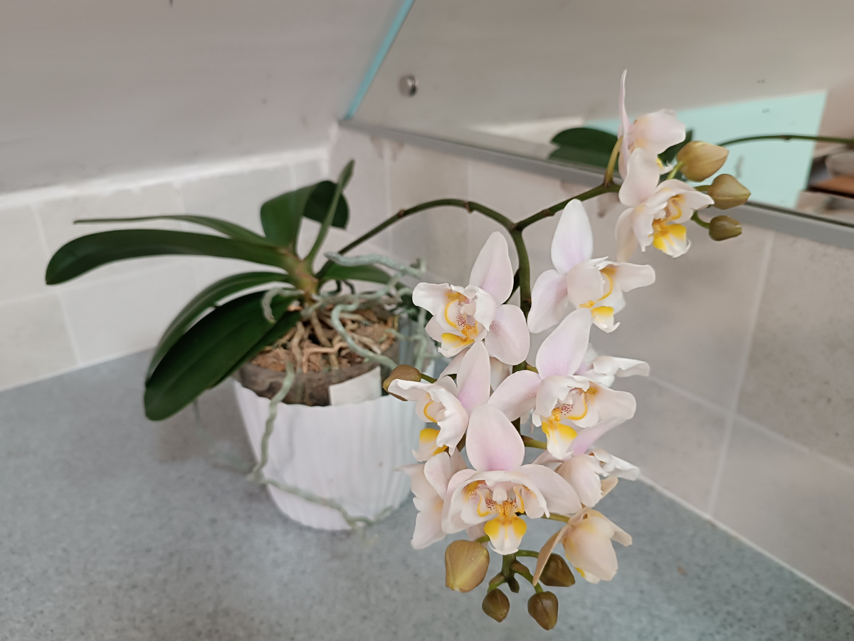 Орхидея фаленопсис WTR