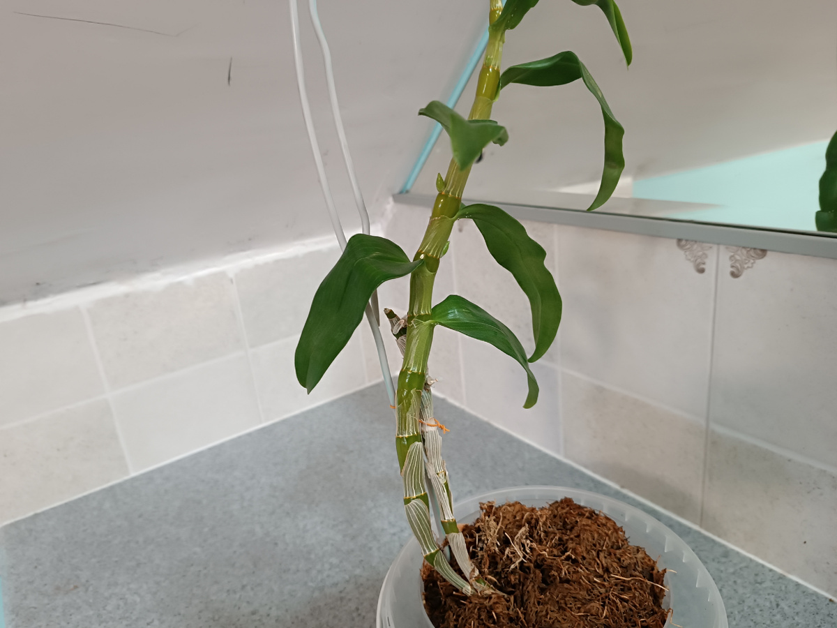 Дендробиум Нобиле