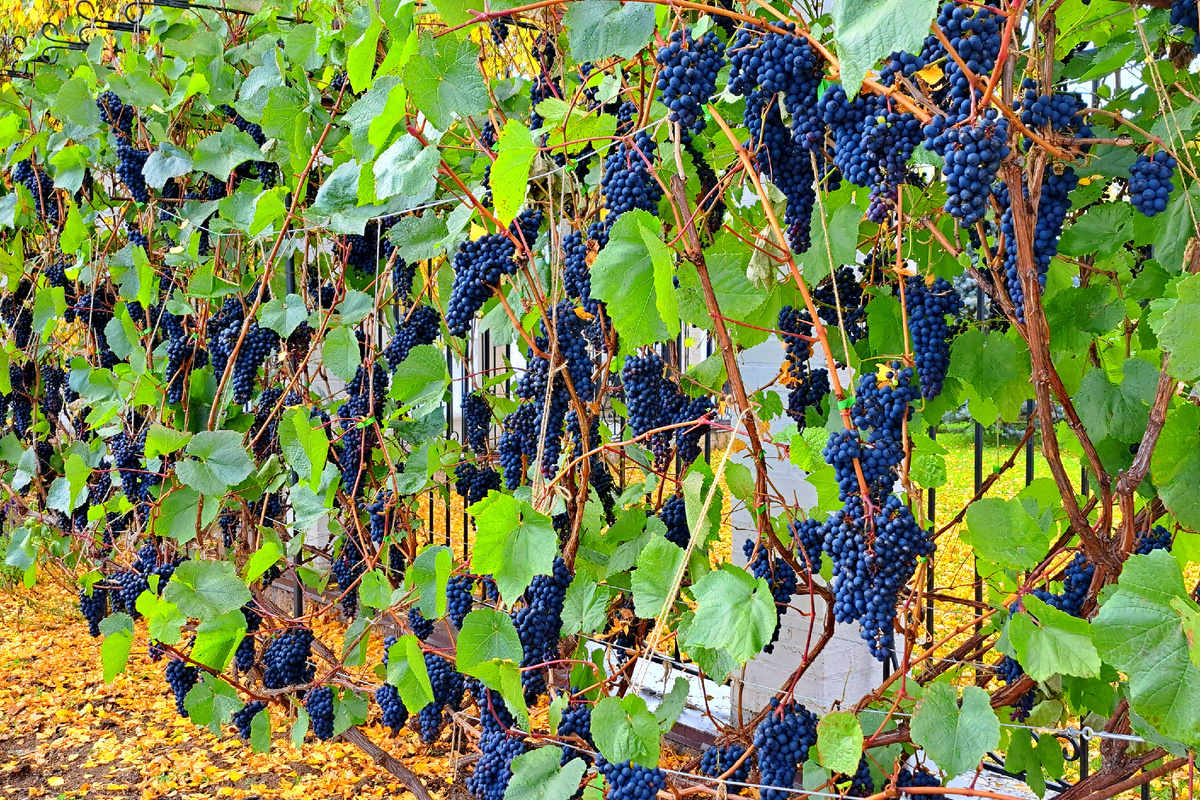 В Верхотурье тоже растёт виноград, но винокуренные заводы Походяшина всё же производили другое "вино" – спирт