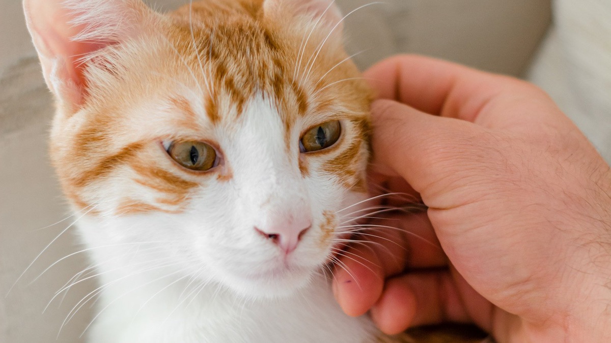    Важно понимать свою кошку, чтобы не доставить ей дискомфорт во время ласк