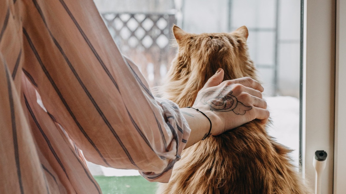    Некоторые кошки вообще не любят, когда их трогают