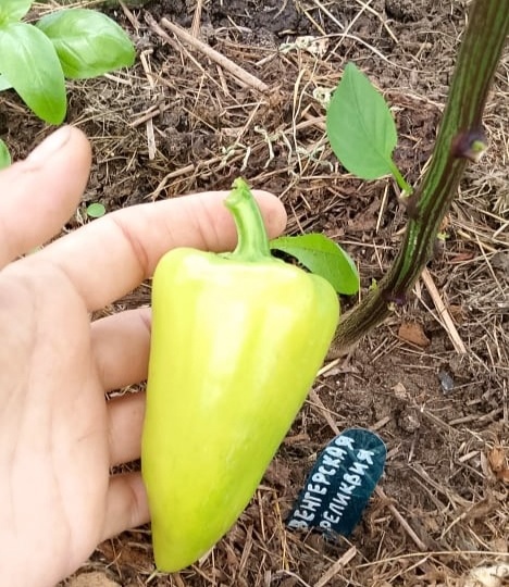 Перец «Венгерская реликвия»