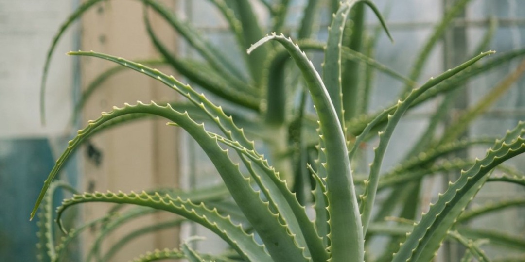 Натуральный лекарь на подоконнике: польза, риски и правильное применение "столетника"