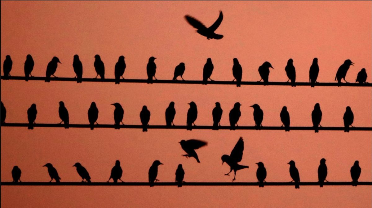   Птицы на проводах в Канзасе (США). Один ложный сигнал тревоги может привести к всеобщей панике. / © The Associated Press