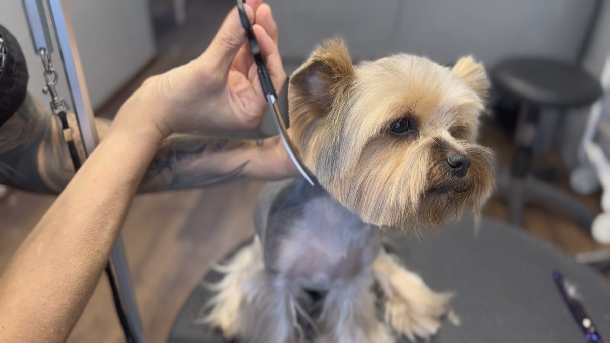 Когда груминг становится диалогом, а не борьбой.