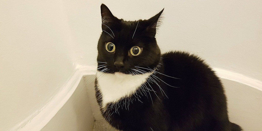 Рак языка 4ой степени и Я. Часть 321. Консультация. Осмотр ЧЛХ. Рутина.