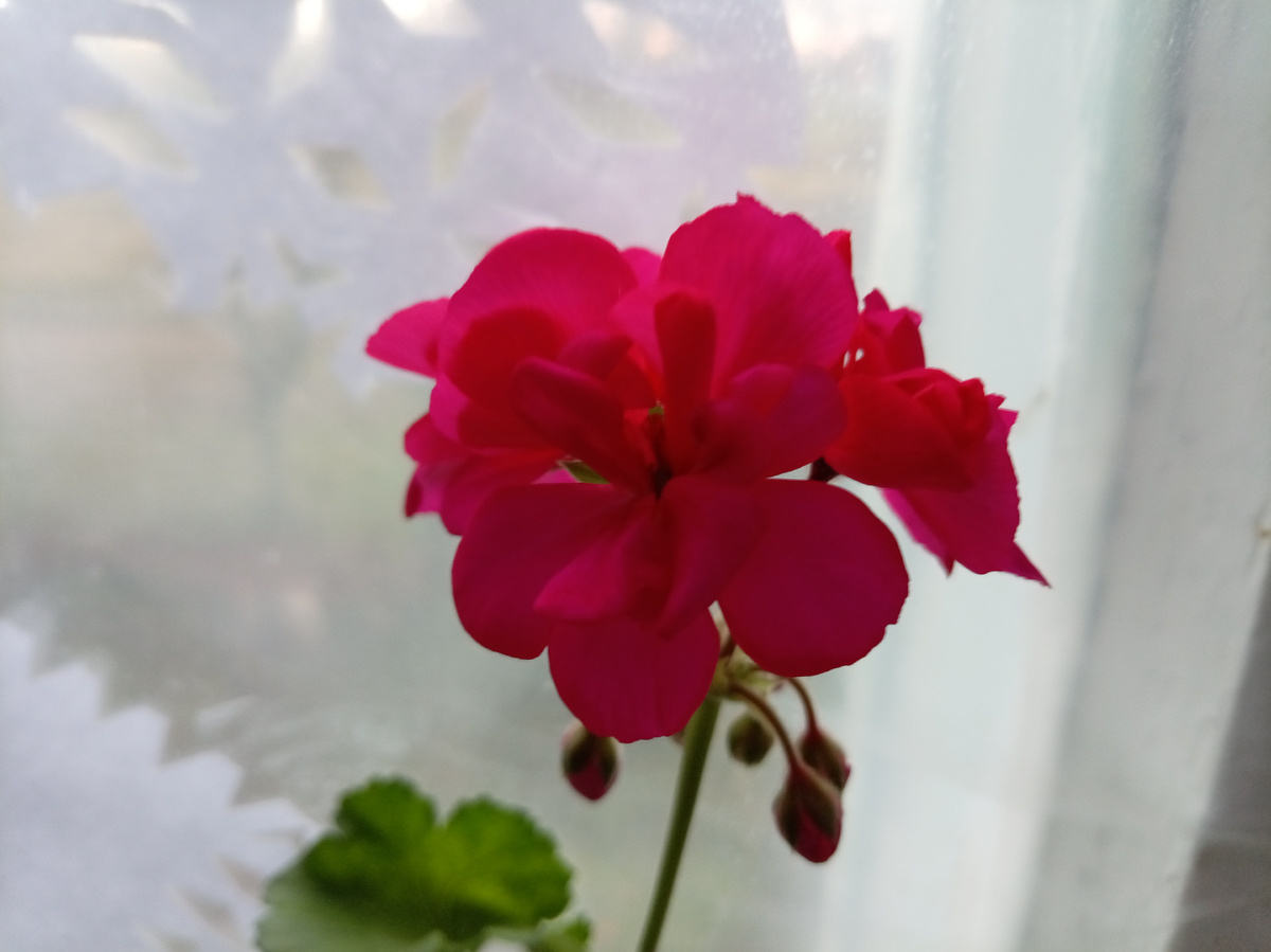 Мамина герань на моём окне. 