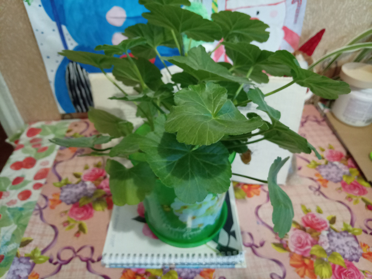 Мамины герани на моём столе. 