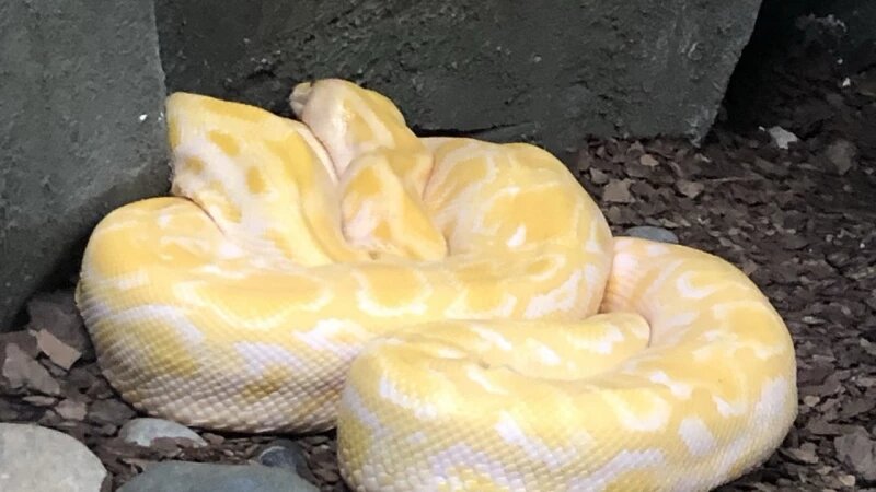     Змея. Питон. Кристина Тарасова