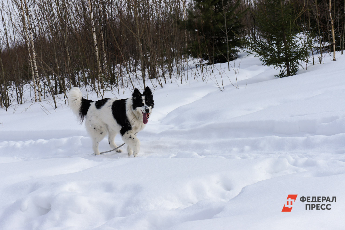 Снять питомца с учета можно будет при смене владельца или в случае его гибели.  Фото: Фото: ФедералПресс / Евгений Поторочин