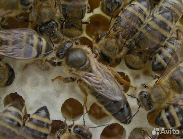 Карника или бакфаст? Вечный спор , выраженный в литературном стиле. Делайте выводы, дочитав до конца.