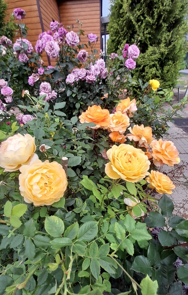 Фото автора. Слава – направо: Голден Селебрейшен, Луи де Фюнес, Квиксильвер.