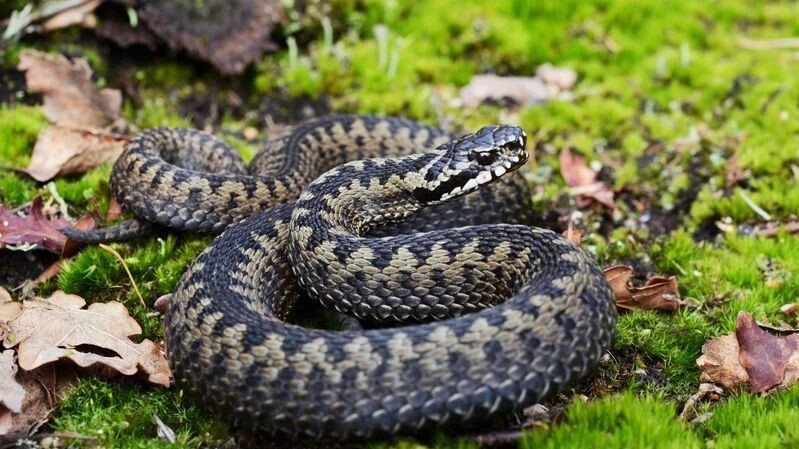    Фото: Holm94/Shutterstock/Fotodom