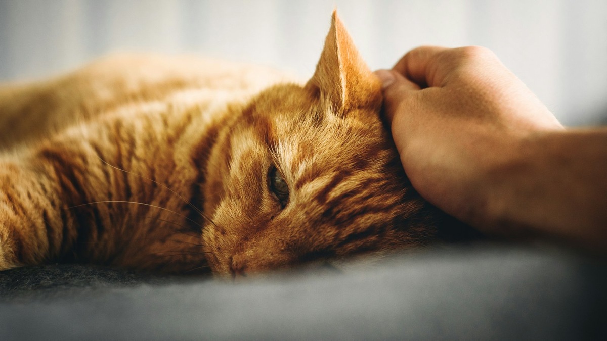    Низкочастотное мурлыканье кошки обладает доказанным терапевтическим эффектом