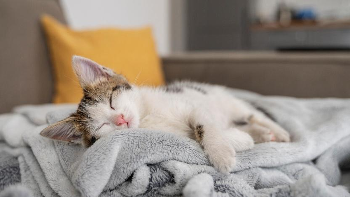    Мурлыканье — это не только выражение удовольствия, но и способ коммуникации