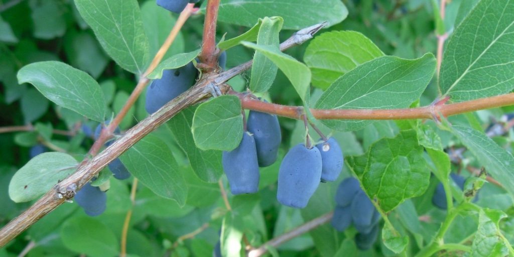 Фото: ИринаЯ. Собственная работа, CC BY-SA 4.0, https://commons.wikimedia.org/w/index.php?curid=133065702