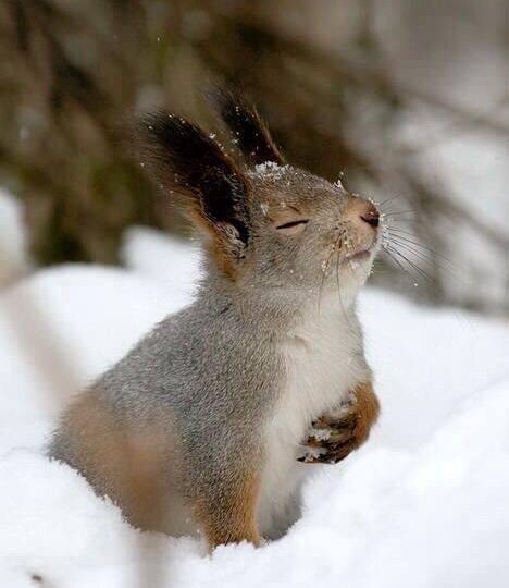 Доброе утро, друзья