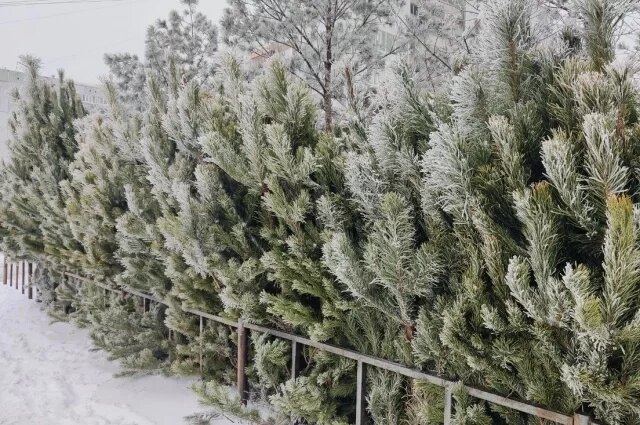    Где купить ёлку в Хабаровске в 2025 году?