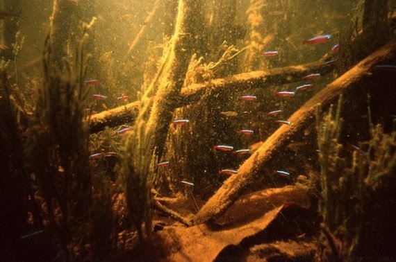 В темноте амазонских вод эта полоска — единственный маяк для своих.