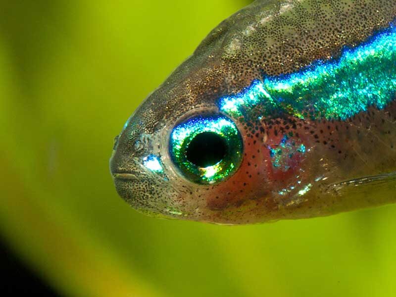 Весь секрет — в миллионах крошечных зеркал под кожей.