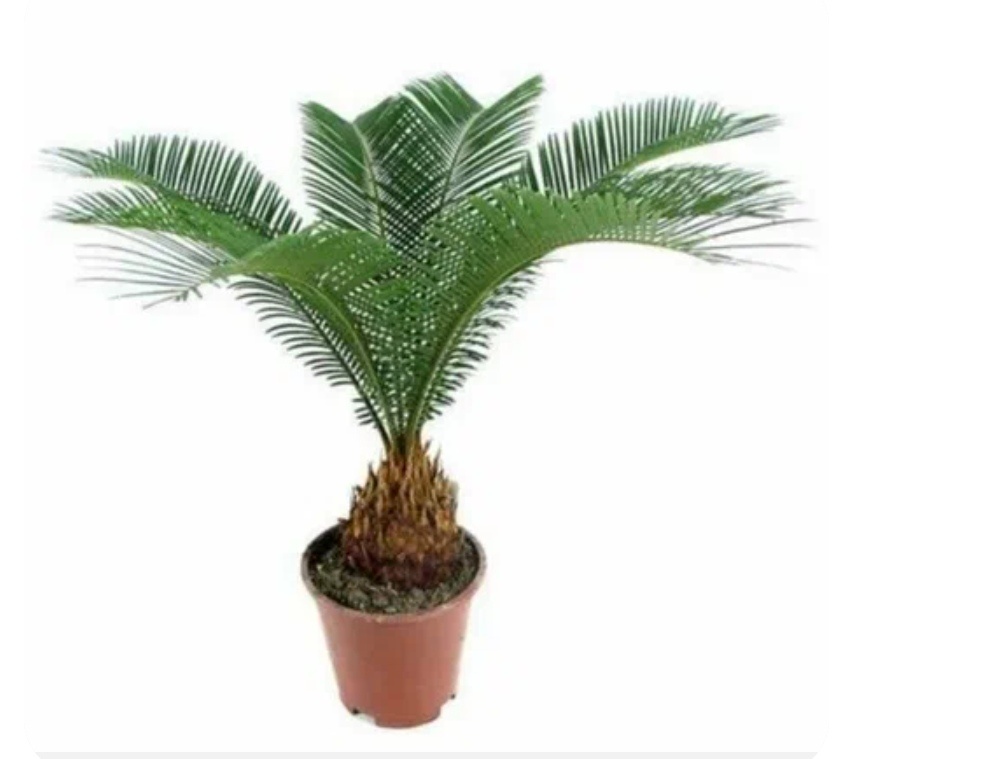 Фото из интенета