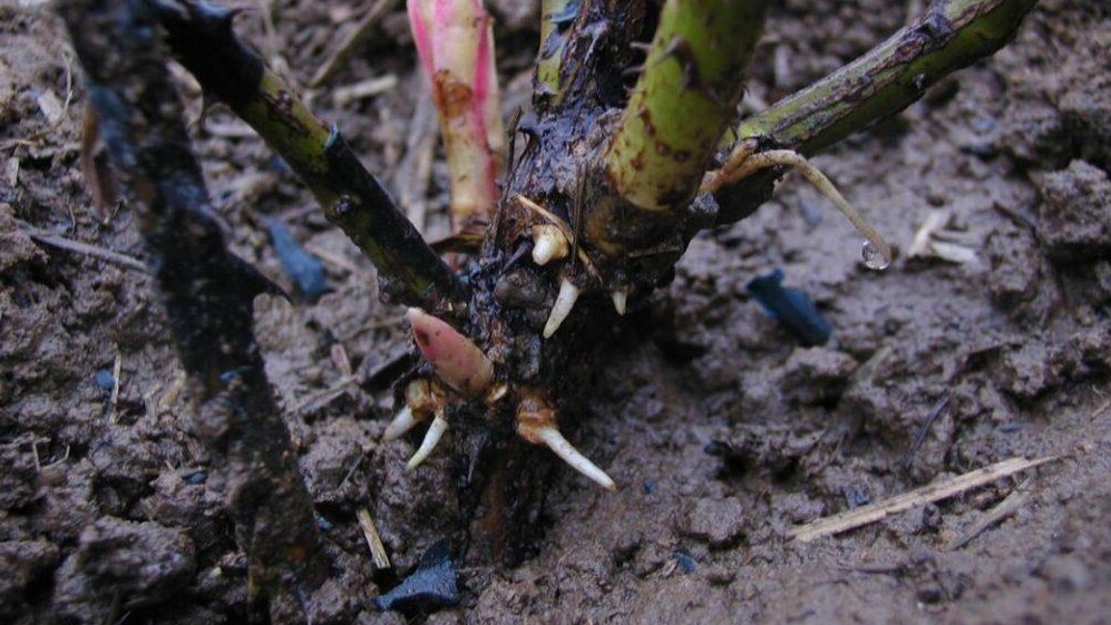 Результат зимовки под полиэтиленом - полная гибель растений