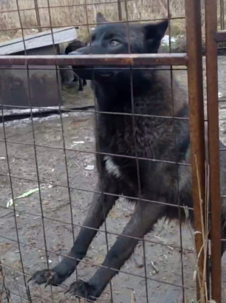     Фото: центр реабилитации диких животных "Феникс"