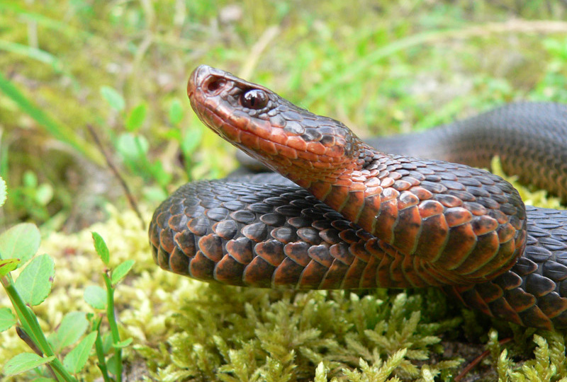 50+ интересных фактов о гадюках: почему их стоит уважать, а не бояться