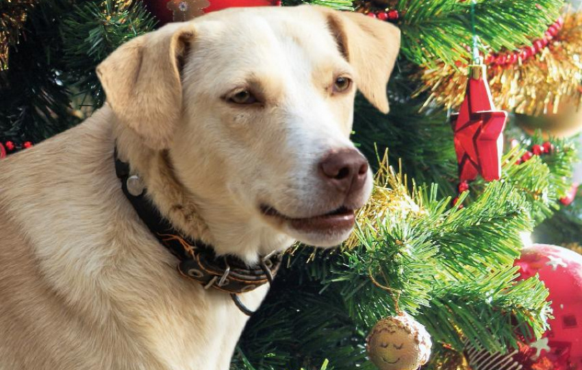 Собачий ад на Новый год: как фейерверки убивают домашних питомцев