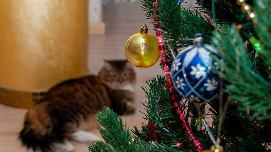    Фото: Global Look Press/Svetlana Vozmilova