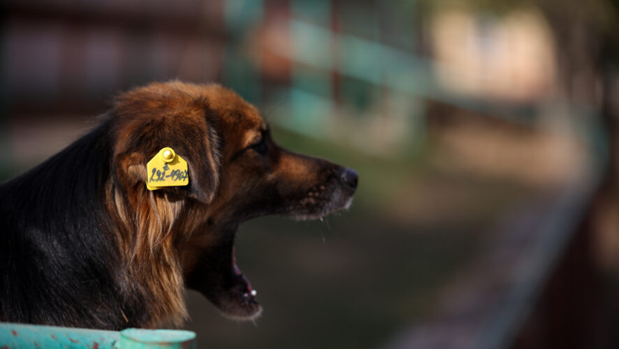    Фото: KazanFirst