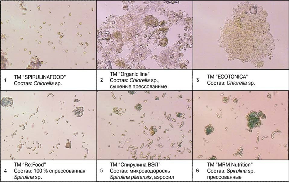    Фотографии микроводорослей разных торговых марок и составов, полученные из биопрепаратов (увеличение ×400) / © Екатерина Белик Источник пресс-служба ПНИПУ