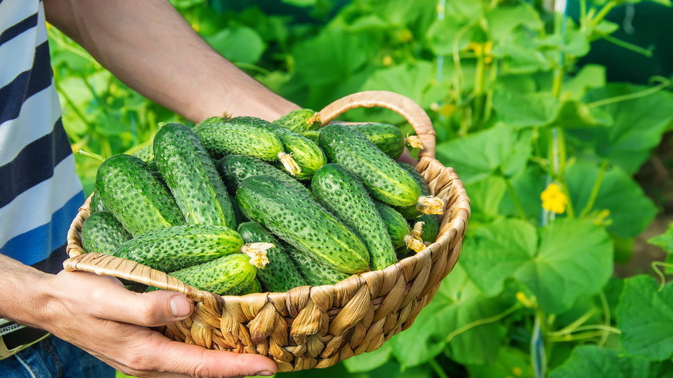 Очередной сбор урожая с куста Гуннар F1 - такие корзины носил через день