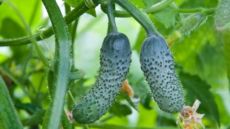 Букетное плодоношение Гуннар F1 - в одном узле сразу три огурца