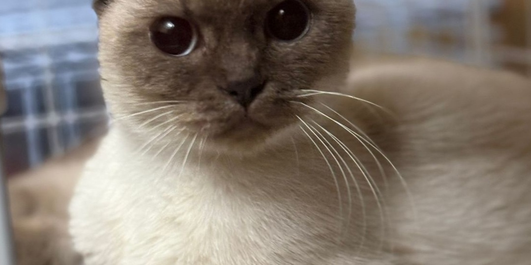 Выкинули разведенцы. Срочный поиск дома!