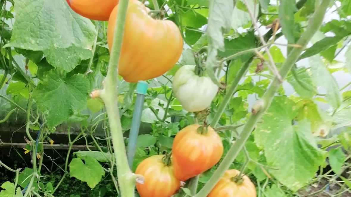 Обычные "Бычье сердце" и "Де Барао" плодоносили как часы