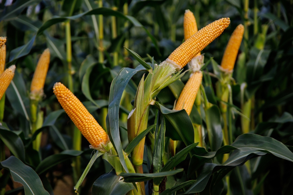 Кросби. Гибрид кукурузы двойного назначения