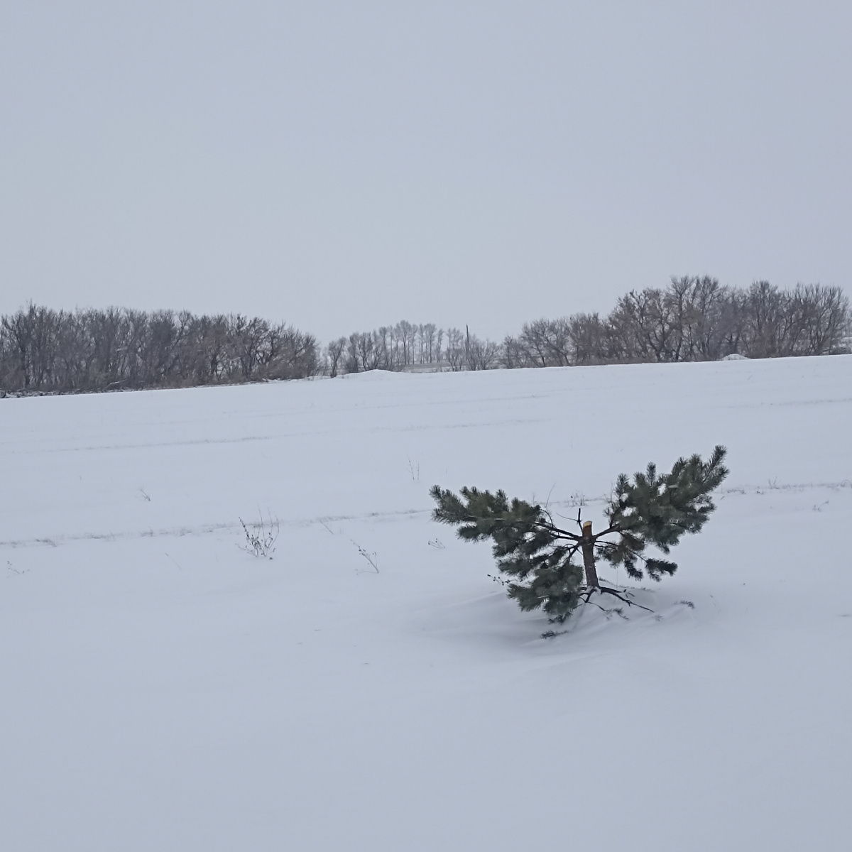 То, что осталось от деревца. 