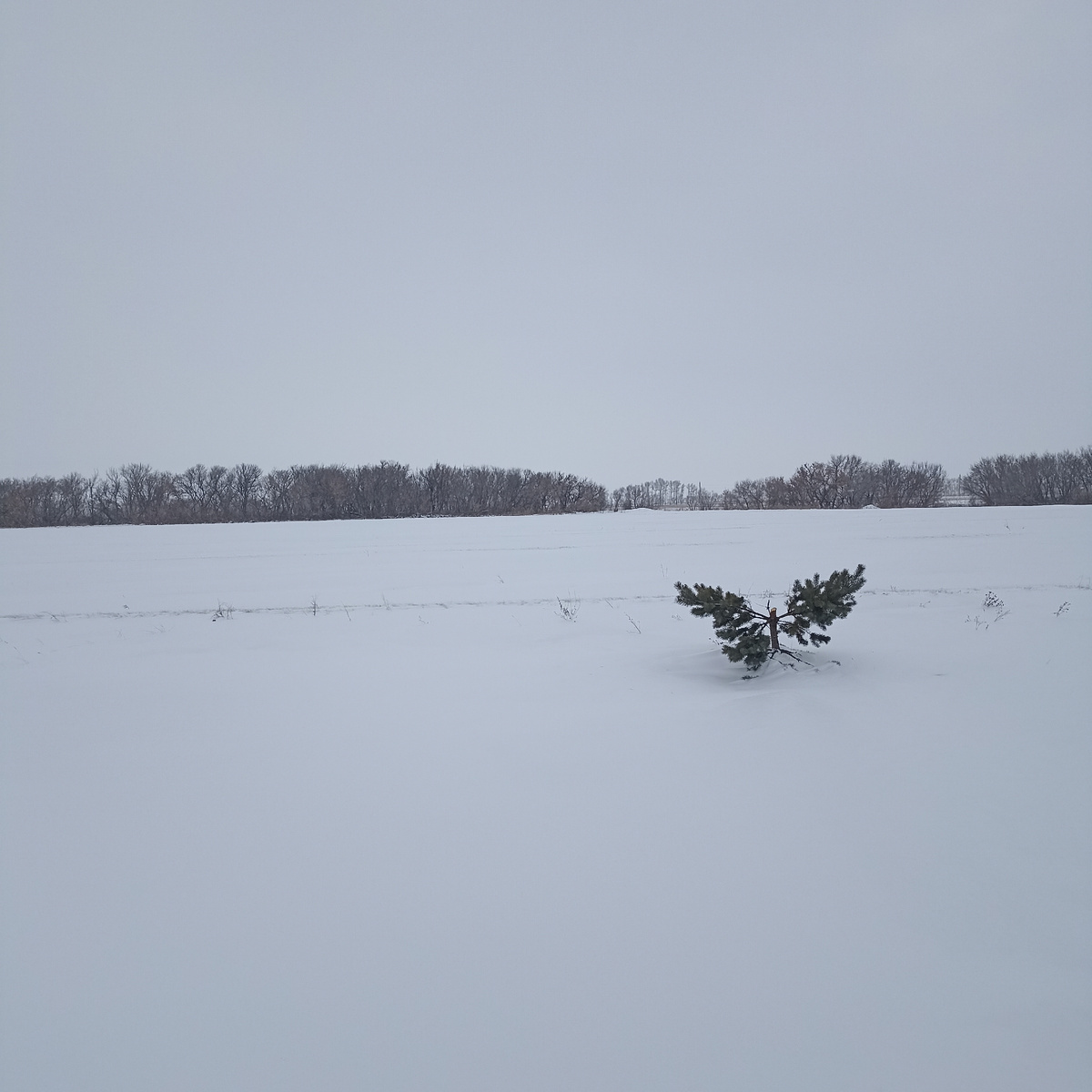 Срубили нашу Ёлочку под самый корешок