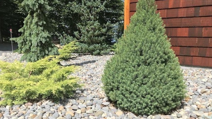 Эта "карликовая" ель обещала вырасти до 60 см, но за 9 лет достигла 1,8 метра
