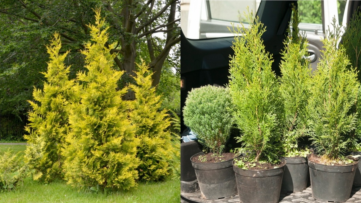 Систематические замеры каждую весну помогли выявить настоящих великанов среди карликов