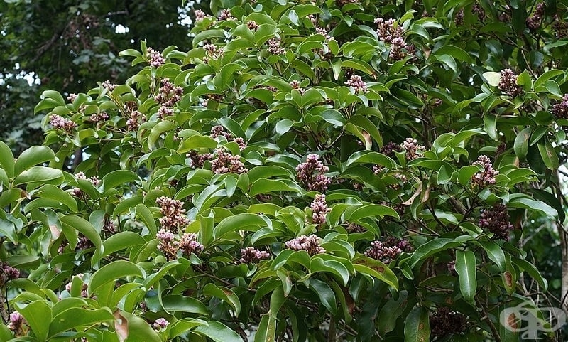 Дерево диптерикс душистый