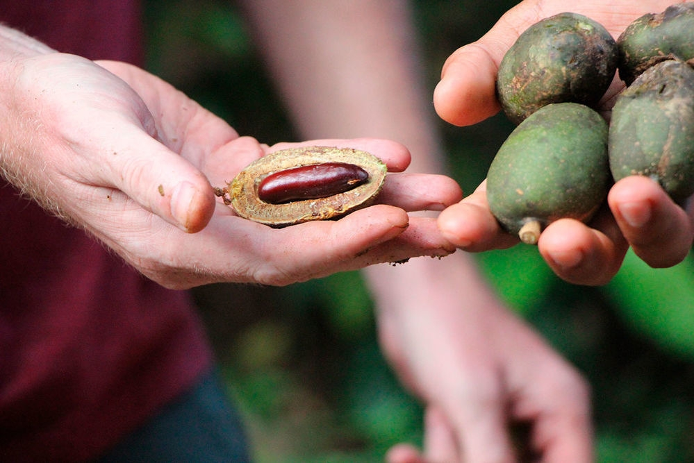 Плоды и семена диптерикса душистого