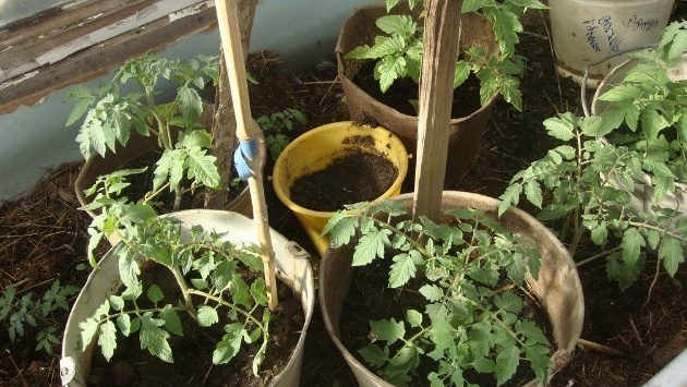 Разница очевидна - корни требуют свободы для роста