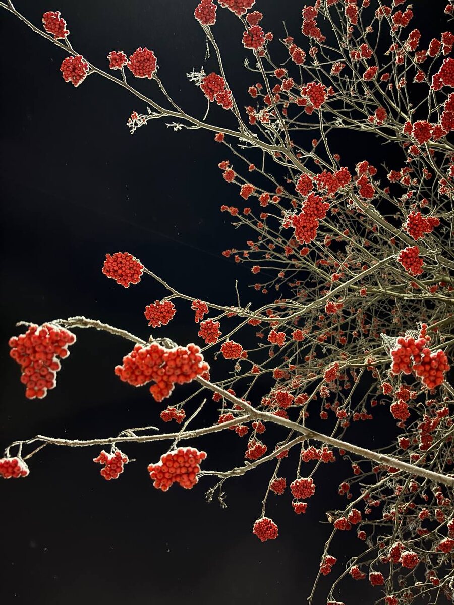 Просто фото ночной рябины.