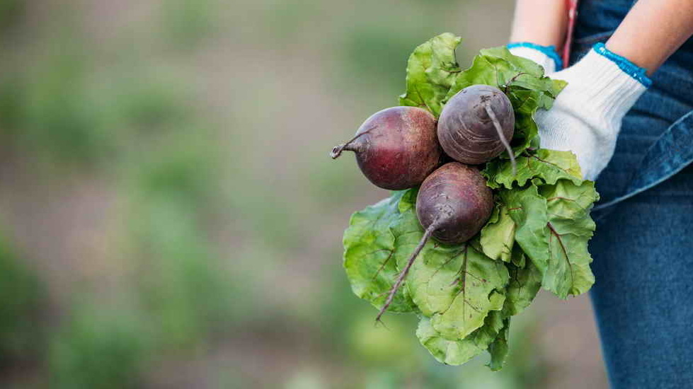 Результат первого года севооборота - свекла весом 1,5 кг не помещается в обычное ведерко
