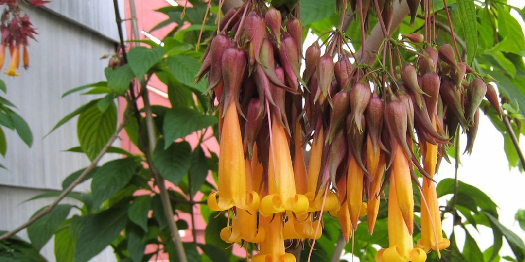 Можно ли спасти вид, если его дом уничтожен?