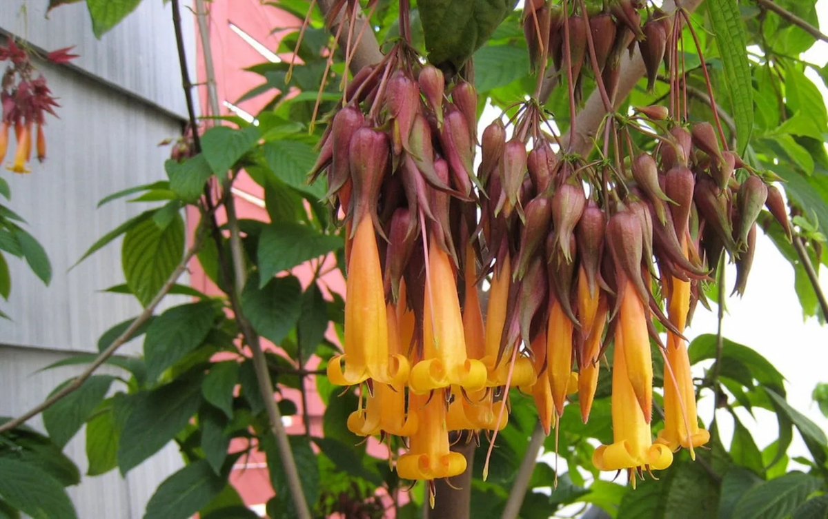 Деппея блестящая